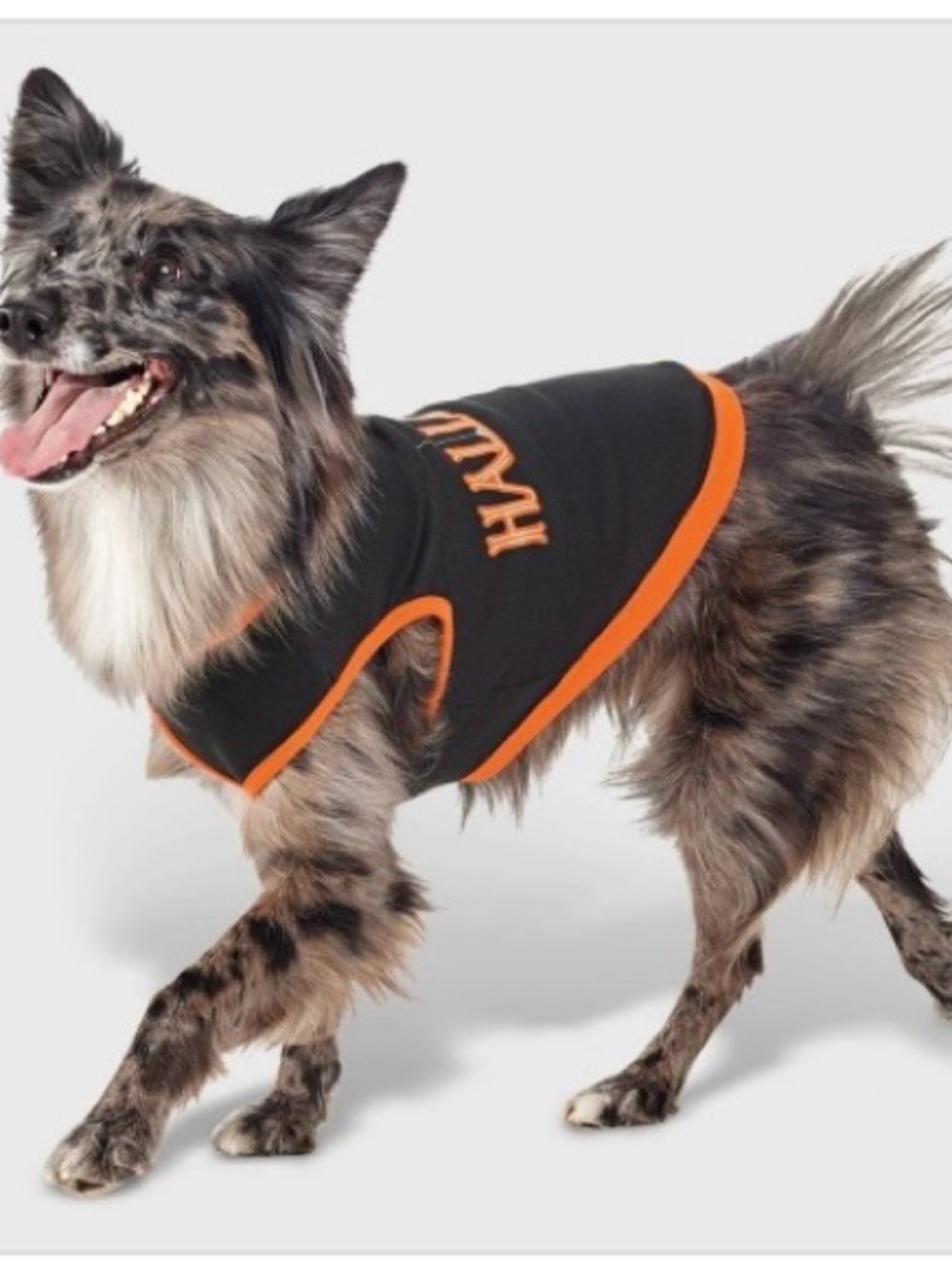 Halloween Dog Sweatshirt - Hyde and EEK! Boutique™ XL